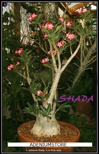 (image for) Adenium Arabicum \'Shada\' 5 Seeds